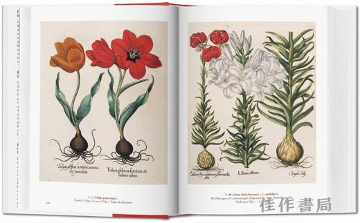 A Garden Eden. Masterpieces of Botanical Illustration. 45th Ed./伊甸园：植物插图杰作（45周年纪念版）/Taschen 45周年系列 商品图2