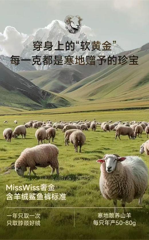 纯元！Z品单！MissWiss 冬季奢金羊绒鲨鱼裤 商品图4