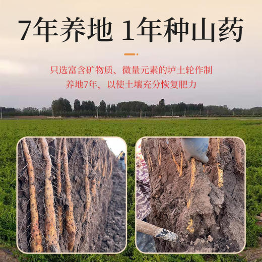 【总部自研】仙典铁棍山药粉 河南焦作 药食同源 养胃之本  255克/盒(15克*17条)（到期日：20271015） 商品图2