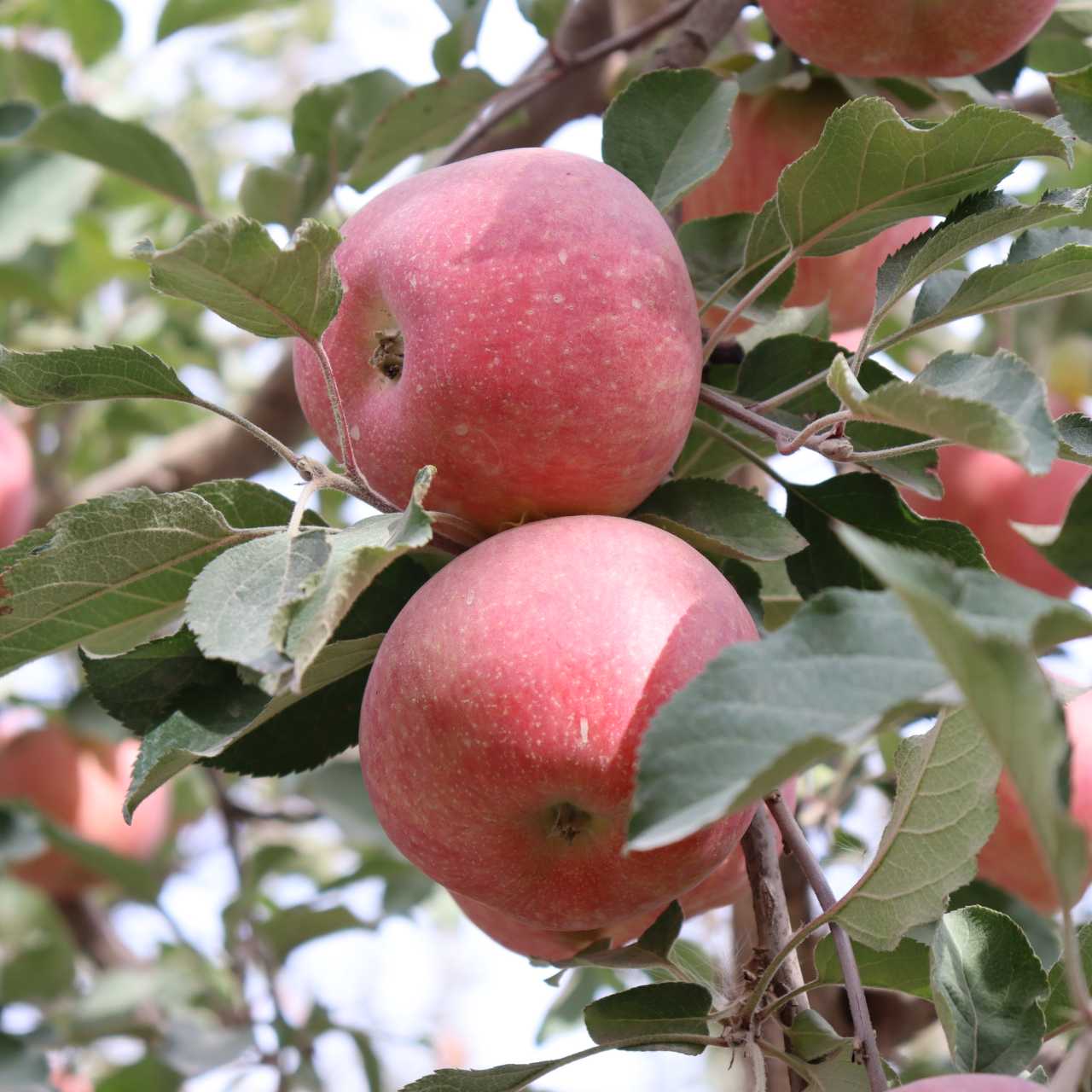 新疆阿克苏苹果 