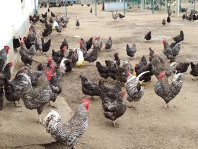 农场散养芦花鸡/五谷喂养/口感鲜美/肉质鲜嫩