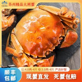 【活蟹】苏州精品大闸蟹   活蟹直发 【深莞区专属】