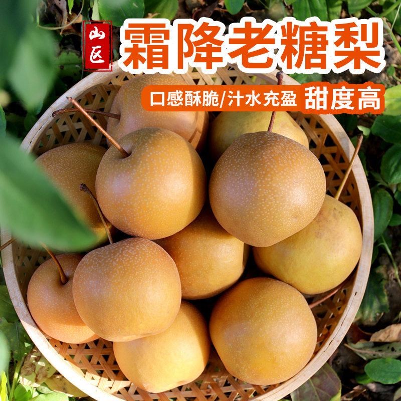 霜降老糖梨 香甜多汁新鲜下树煮冰糖梨水 北京本地时令水果 3/5/8斤