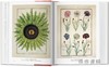 A Garden Eden. Masterpieces of Botanical Illustration. 45th Ed./伊甸园：植物插图杰作（45周年纪念版）/Taschen 45周年系列 商品缩略图3