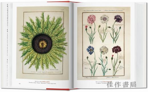A Garden Eden. Masterpieces of Botanical Illustration. 45th Ed./伊甸园：植物插图杰作（45周年纪念版）/Taschen 45周年系列 商品图3