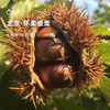 企鹅市集|北京怀柔板栗 油栗生板栗2斤/5斤装 手工挑选 肉质厚实 商品缩略图1