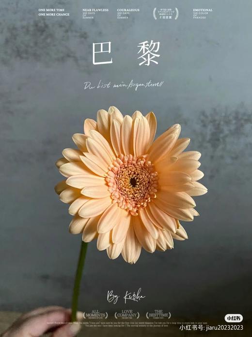 精品小众花材弗朗非洲菊合集 商品图1