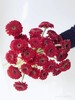 精品小众花材弗朗非洲菊合集 商品缩略图12