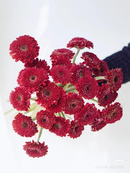精品小众花材弗朗非洲菊合集 商品图12