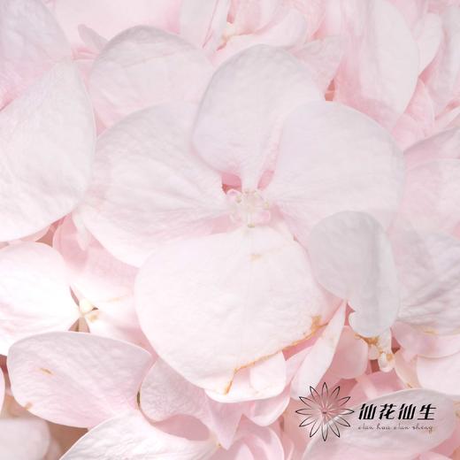 绣球 | 迪瑞特甜蜜璀璨 商品图2