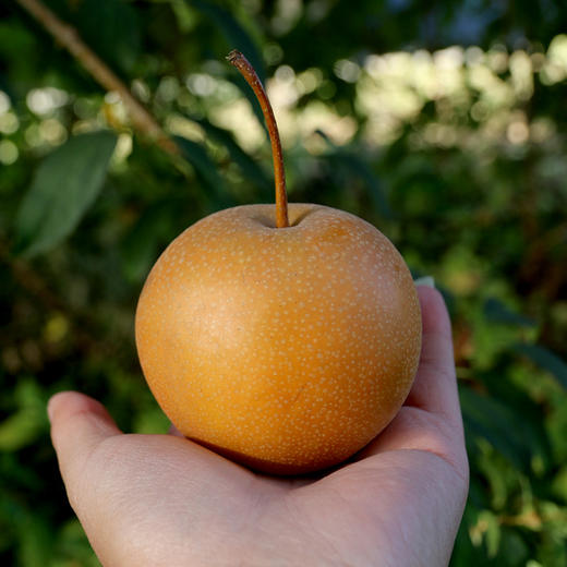 霜降老糖梨 香甜多汁新鲜下树煮冰糖梨水 北京本地时令水果 3/5/8斤 商品图7