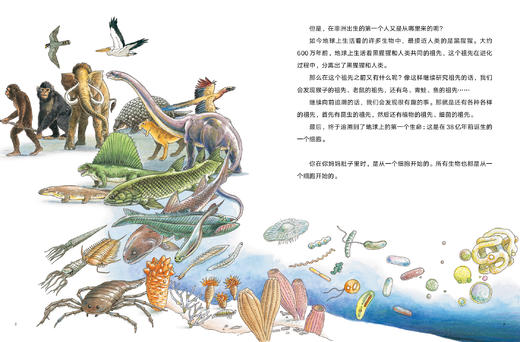 《生命的延伸》精装一册   6-12岁  权威作者+著名绘者    突出了作为生物之一的人类与其他生物以及已灭绝生物之间的亲密联系 商品图4