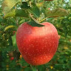 山西老树秦冠苹果 老品种苹果 纯甜粉面香浓~甜度高水分足，老少皆宜！ 商品缩略图1