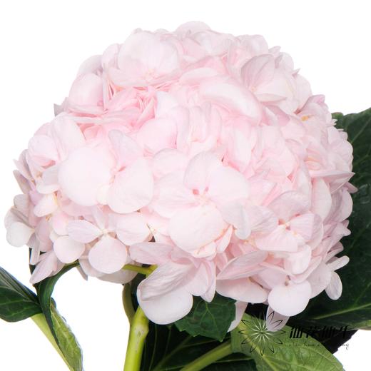 绣球 | 迪瑞特甜蜜璀璨 商品图4