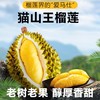 【猫山王冻榴莲】 核心产区 树上熟 老树老果 醇厚香甜 商品缩略图0