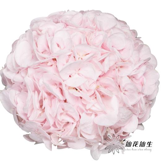 绣球 | 迪瑞特甜蜜璀璨 商品图1