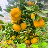新鲜水果  皮薄无渣丹江口凉水河蜜橘 5斤 商品缩略图1