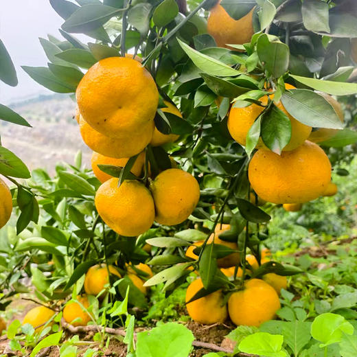 新鲜水果  皮薄无渣丹江口凉水河蜜橘 5斤 商品图1
