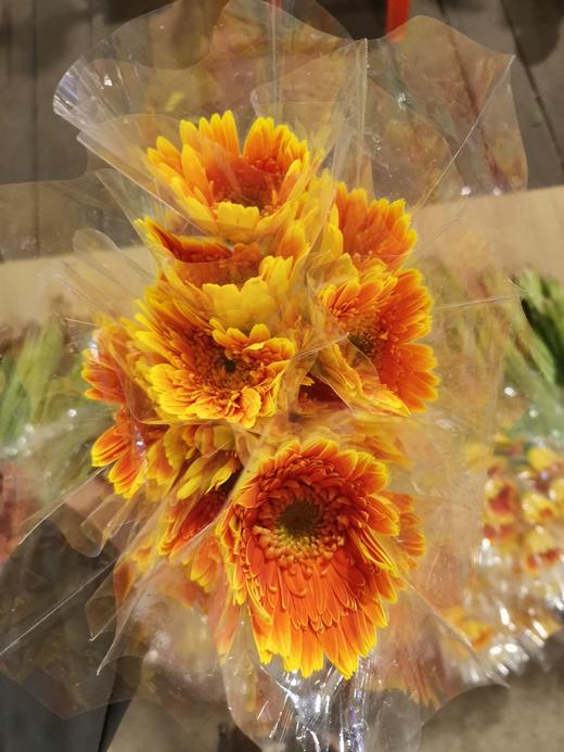 精品小众花材弗朗非洲菊合集 商品图8