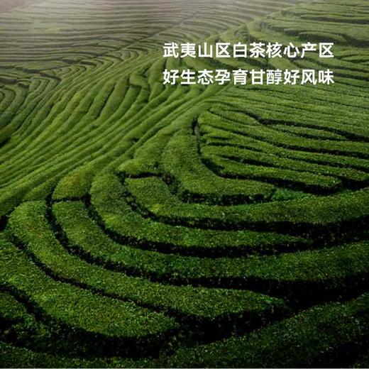 野生贡眉礼盒装 商品图1