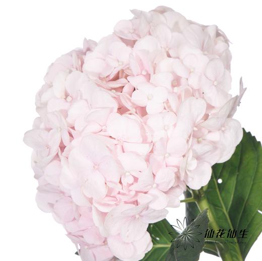 绣球 | 米朵【冬季颜色比较深，介意慎拍】 商品图3