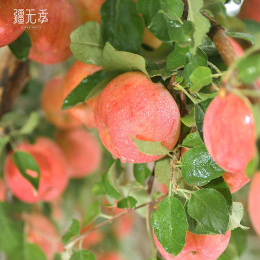 2025年 新疆阿克苏冰糖心苹果   顺丰快递 商品图1