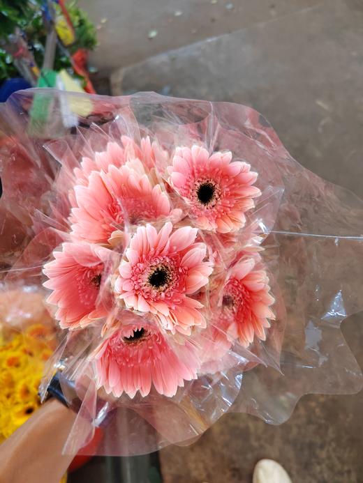 精品小众花材弗朗非洲菊合集 商品图9