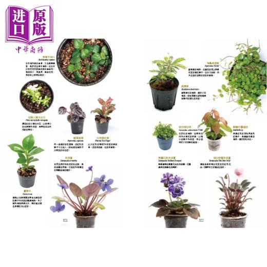 【中商原版】造景绿设计生态缸 蕨类 苔藓 观叶植物 打造生活中的微景观生态系	广濑泰治  台湾东贩	港台原版 商品图4