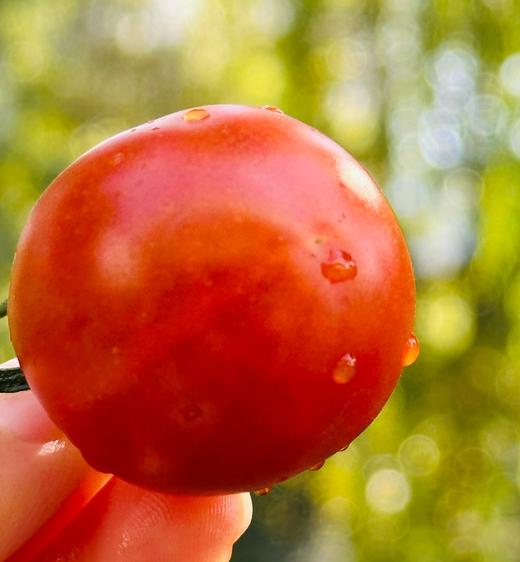 新疆小野橘番茄 |邂逅了4600多公里，来自新疆伊犁河谷的橘色风暴 不是橘子，却带着橘的清新香气番茄咬下去的瞬间，一口爆汁，丰盈的汁水瞬间点亮味蕾，这完全就是小时候的味道真的会上瘾~ 商品图0