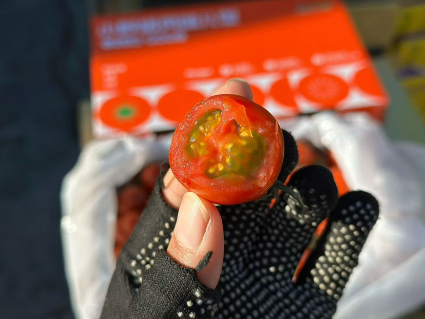 小野菊番茄🍅釜山88小番茄，花恬喜柿 千禧番茄野