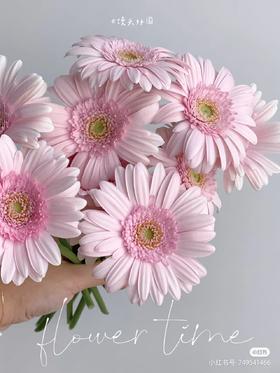 精品小众花材弗朗非洲菊合集