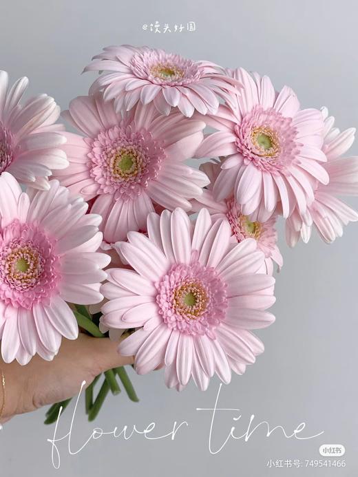 精品小众花材弗朗非洲菊合集 商品图0