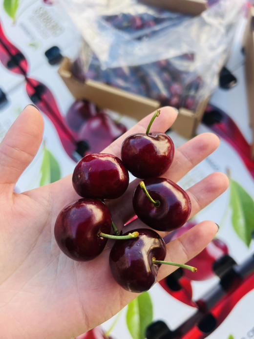 智利桑提娜黑车厘子、脆甜、浓郁 商品图1