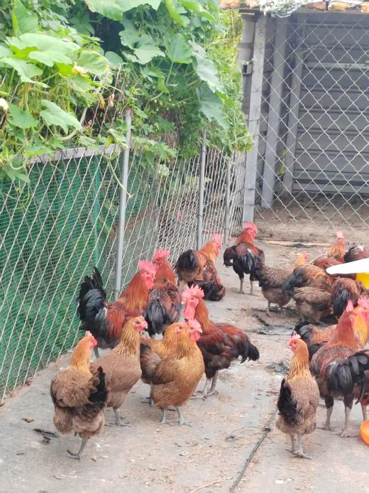 农场散养芦花鸡/五谷喂养/口感鲜美/肉质鲜嫩 商品图2