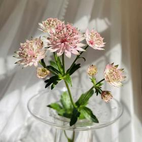 大星芹粉色丨进口花材