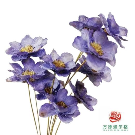 永生银铃花 紫色 商品图1