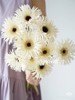 精品小众花材弗朗非洲菊合集 商品缩略图3