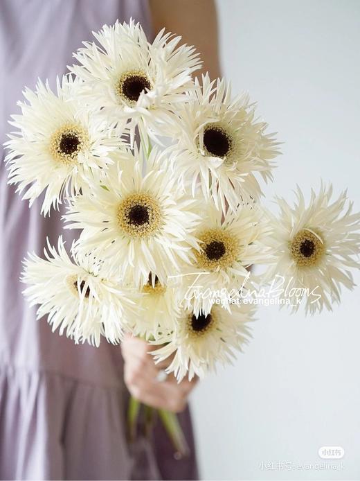 精品小众花材弗朗非洲菊合集 商品图3