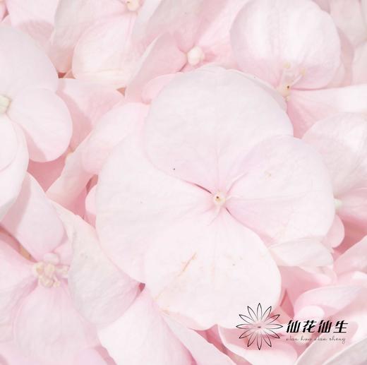 绣球 | 米朵【冬季颜色比较深，介意慎拍】 商品图2