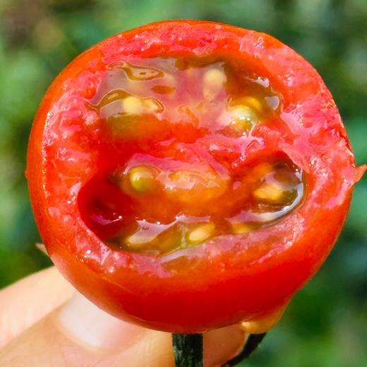 新疆小野橘番茄 |邂逅了4600多公里，来自新疆伊犁河谷的橘色风暴 不是橘子，却带着橘的清新香气番茄咬下去的瞬间，一口爆汁，丰盈的汁水瞬间点亮味蕾，这完全就是小时候的味道真的会上瘾~ 商品图3