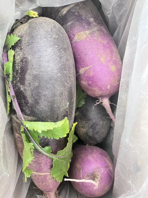 潍县萝卜 冰淇淋萝卜 正宗核心产地 萝卜界的翘楚 冬吃萝卜生吃最棒  包邮 |百里食 商品图13