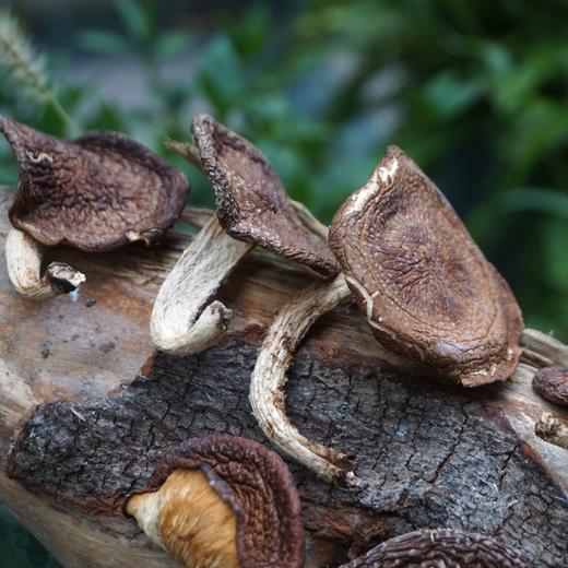 010云南小香菌  丽江老君山 栗木生长香菌 零硫熏 香气浓郁 味鲜美 商品图4