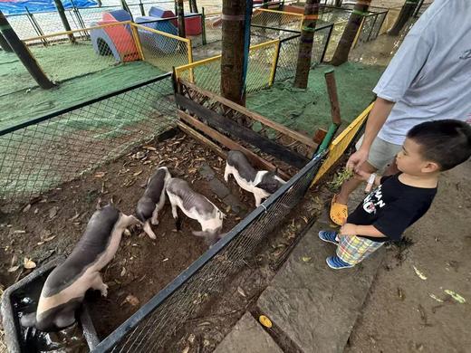 双流【归原亲子农场】吃玩一天，一价全包，烤肉/汤锅午餐，喂小动物，蔬菜采摘，小猪赛跑，套鸭子，钓小黄鸭，疯狂挖土豆，9+亲子互动体验活动，当天活动奖品可免费带回家。 商品图3