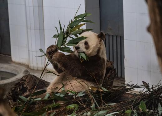 带娃去长安过年！大咖精讲兵马俑、西安博物院，巴士环游NPC互动、文物修复、探七仔熊猫，体验大秦小宴，4晚市区5钻酒店 商品图12