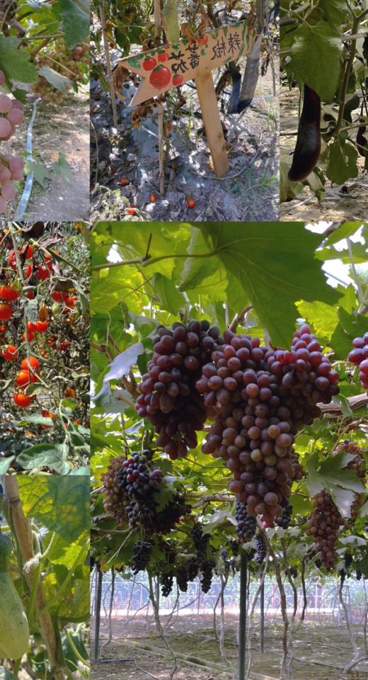 双流【归原亲子农场】吃玩一天，一价全包，烤肉/汤锅午餐，喂小动物，蔬菜采摘，小猪赛跑，套鸭子，钓小黄鸭，疯狂挖土豆，9+亲子互动体验活动，当天活动奖品可免费带回家。 商品图6