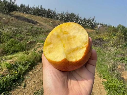 瑞雪翡翠苹果  清甜如雪 果味浓郁 脆甜！比青森苹果还要好吃~ 商品图4