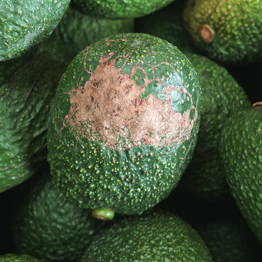 国产哈斯牛油果| 露天自然生长，表皮会有晒伤，干疤，擦伤，介意慎拍！后熟型水果，回家需要催熟食用，成熟后口感绵密顺滑，不要放的过熟，过熟会有轻微黑丝⭐️顺丰快递 商品图7