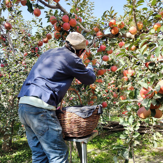 【疯狂星期五】产地直发 新疆阿克苏苹果 中果/大果/礼盒装 商品图4