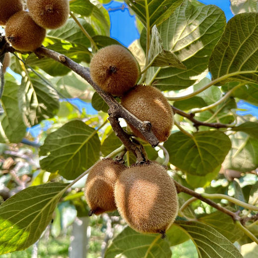 有机山野猕猴桃*王者瑞玉 商品图5