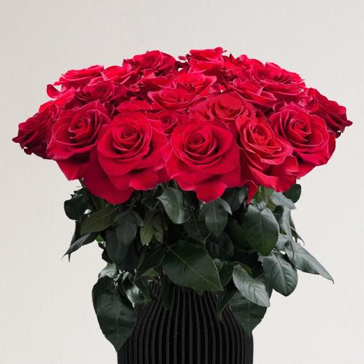 厄瓜多尔进口原色玫瑰妈妈咪呀Mamma Mia鲜切花10支 商品图0